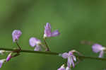 Nakedflower ticktrefoil